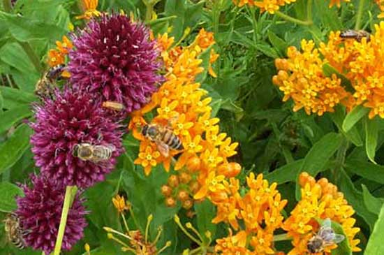 Gartenbau Theisen Kontakt