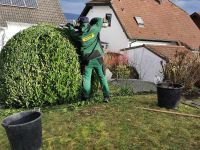 gartenbau-theisen-gehoelzschnitt_02